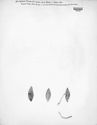 Saccothecium vincae image